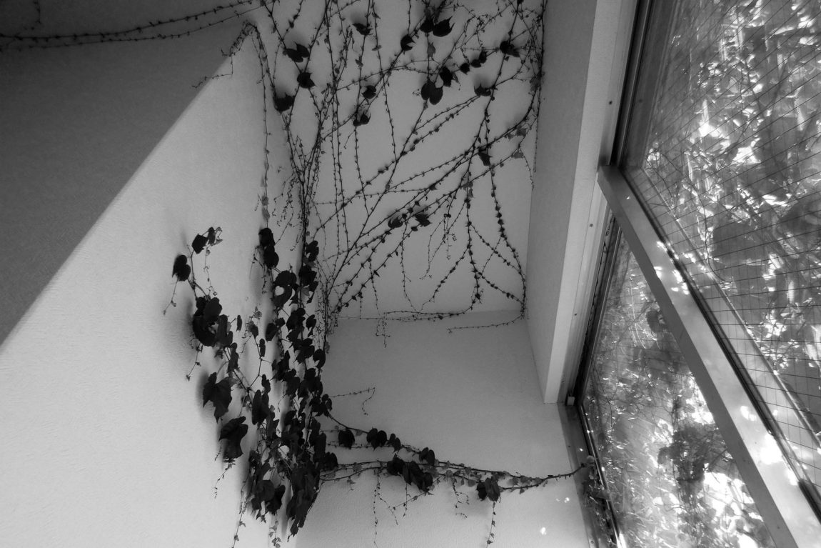 工事前の室内。窓の隙間から蔦が侵入して室内で繁茂。